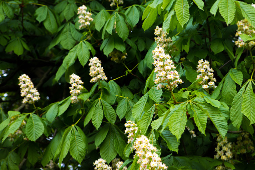 British native trees in springtime. Small white flowers on a conker tree