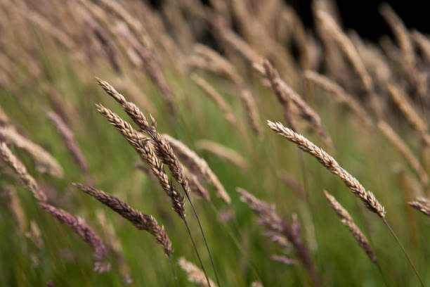 têtes longues et sèches de graine d’herbe en été - seed head photos et images de collection