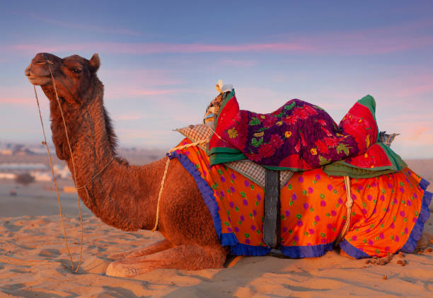 beau chameau décoré attendant des touristes pour monter au-dessus des dunes dans le désert de thar près de jaisalmer, état du rajasthan, inde - bikaner photos et images de collection