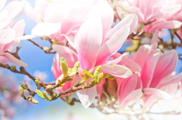 istock Closeup of blooming magnolia in springtime. 1300673403