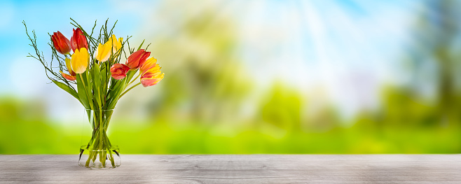 vibrant tulip flowers in a glass vase on wooden board, beautiful blurred spring landscape background in sunshine, floral springtime concept with advertising space