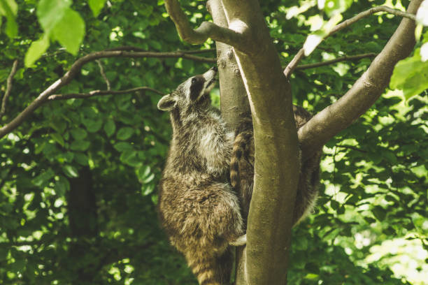 istock Raccoon in wildlife park 1300676792
