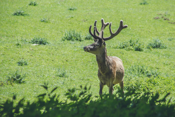 istock Red deer in wildlife park 1300676816