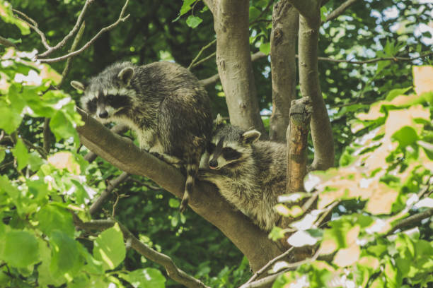 istock Raccoon in wildlife park 1300676831