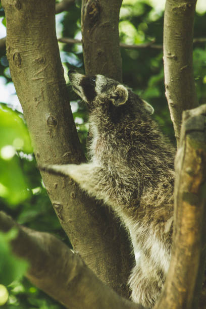 istock Raccoon in wildlife park 1300676898