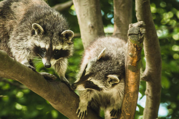 istock Raccoon in wildlife park 1300677888