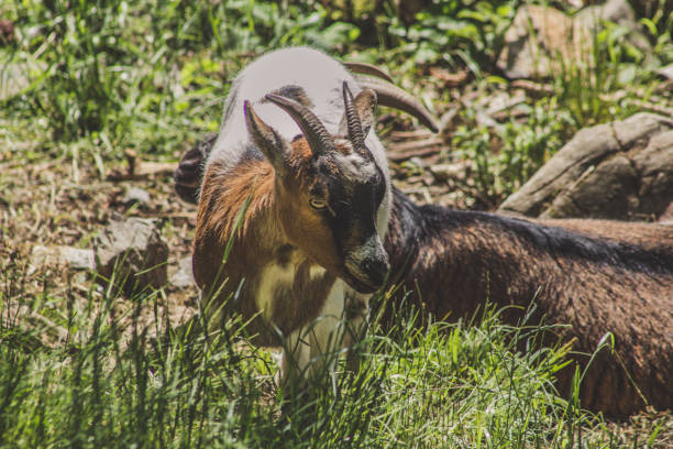 istock Goat in animal park 1300678385
