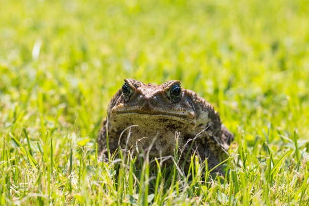 toad aga stock photo