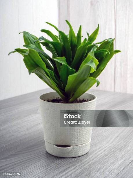 Dracaena Fragrans Compacta Stock Photo - Download Image Now - Dracaena, Air Purifier, Branch - Plant Part