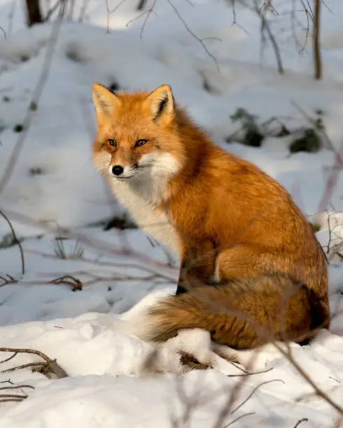 Red fox close-up profile side view sitting in the winter season in its environment and habitat with blur snow background displaying bushy fox tail, fur. Fox Image. Picture. Portrait. Fox Stock Photo.