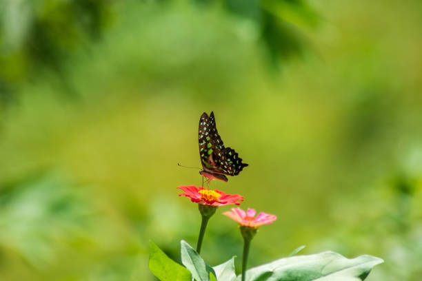 istock Chamomiles daisies macro in summer spring field on background blue sky with sunshine and a flying butterfly, nature panoramic view. Summer natural landscape with copy space. 1300680527