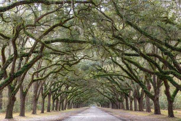 Live Oaks at Wormsloe Historic Site A row of live oak trees lines the road leading into Wormsloe Historic Site near Savannah, Georgia. live oak tree stock pictures, royalty-free photos & images