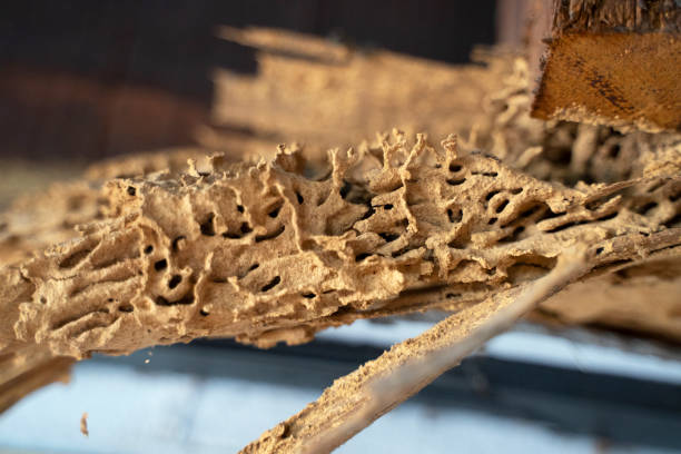 istock Wood after attack of termite. 1300681998