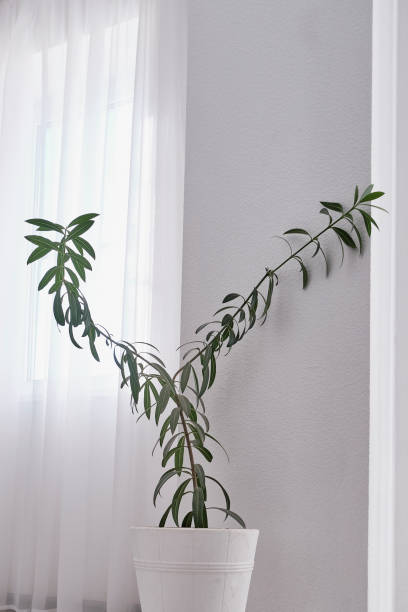 istock Indoor pot plant oleander on the floor 1300683957