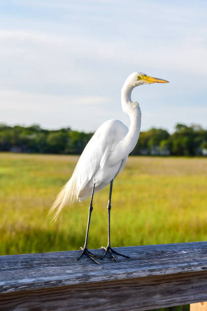 garzetta sulla palude - bird egret wildlife animal foto e immagini stock