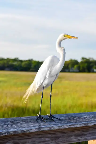 Photo of Egret on the marsh