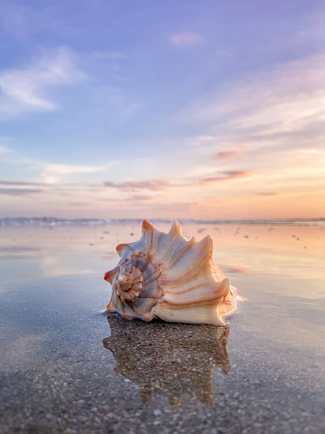 A seashell reflects on a beach