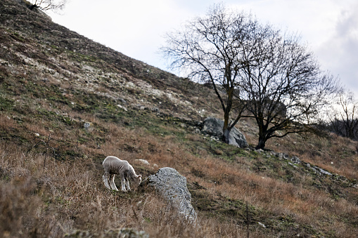 lonely lamb grazes on a snowless winter hillside against a blurred background
