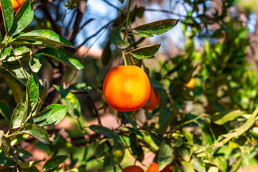 Orange tree in autumn, Georgia