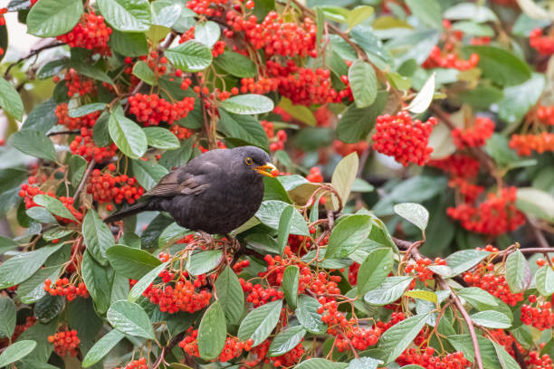 istock Common blackbird eating red seeds 1300686318