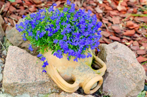 Blue lobelia flowers grow in clay street pot. Studio Photo