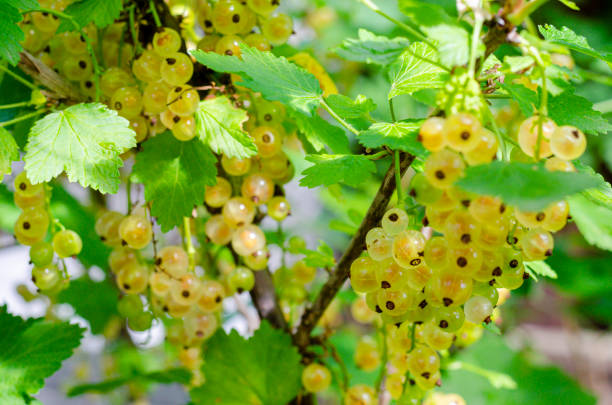 istock Green Clusters of white currants ripen on bush 1300687311
