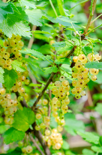 istock Green Clusters of white currants ripen on bush 1300687313