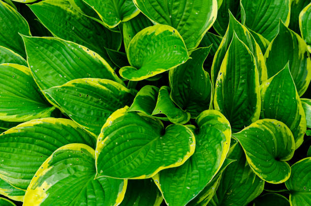 Green Hosta flowers and leaves. Studio Photo Green Hosta flowers and leaves. Studio Photo. hosta photos stock pictures, royalty-free photos & images