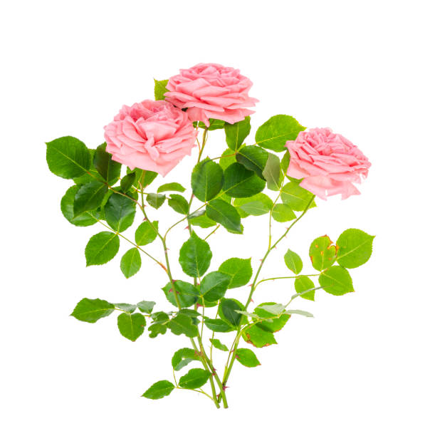 istock Blooming garden rose on white background. Photo 1300687520