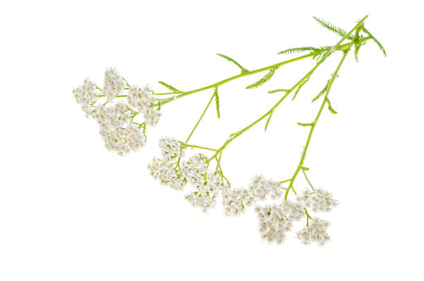 istock Stem with white inflorescence Achillea millefolium 1300687534
