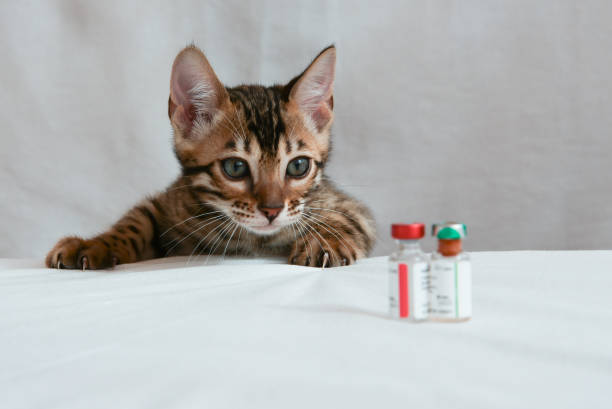 istock A small kitten looks at the vaccine prepared for him 1300687649