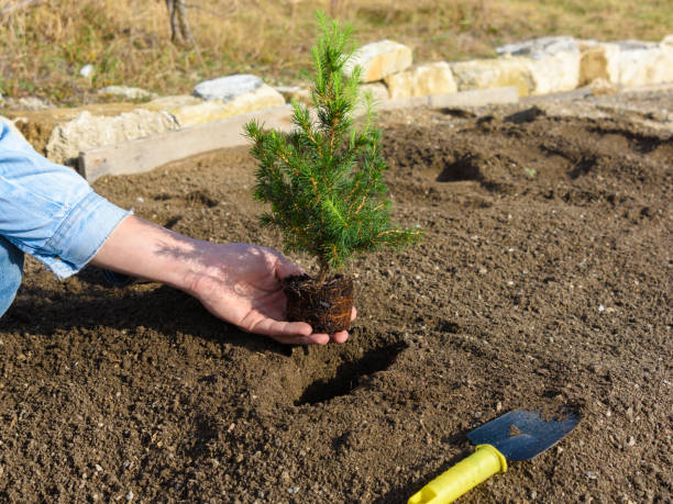 istock Hand plants in the hole plants a fir-tree seedling in the soil 1300687886