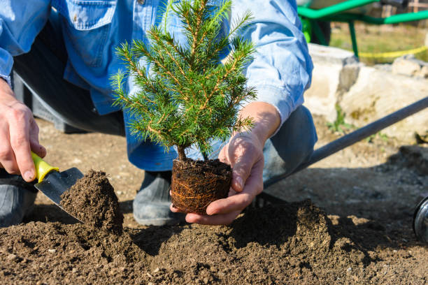 istock A man plants a conic spruce seedling in the soil 1300687889