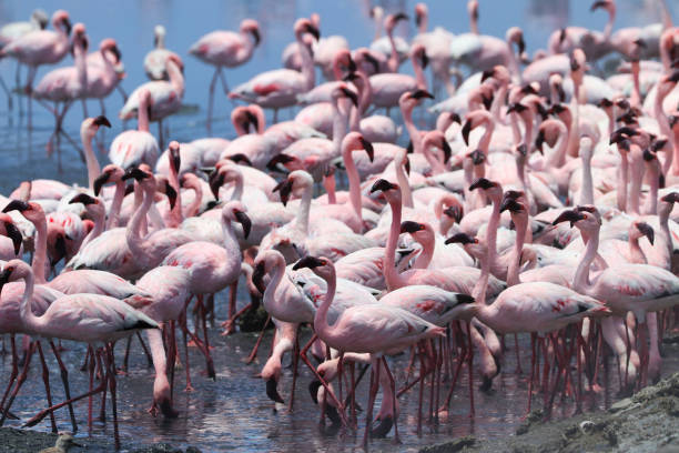 istock Pink Flamingos - Walvis Bay, Namibia, Africa 1300688432
