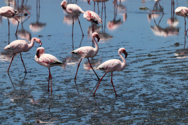istock Pink Flamingos - Walvis Bay, Namibia, Africa 1300688514