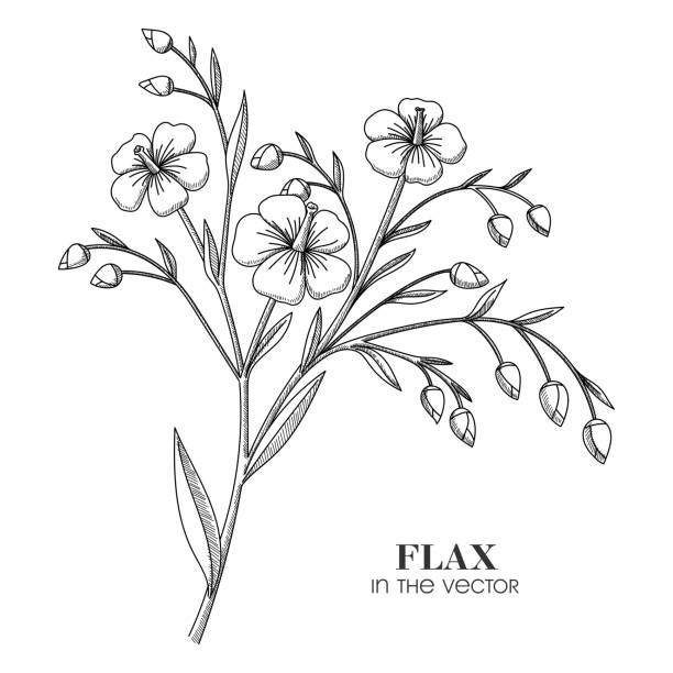 ein sketch eines flax branch on a white background - pollenkorn stock-grafiken, -clipart, -cartoons und -symbole