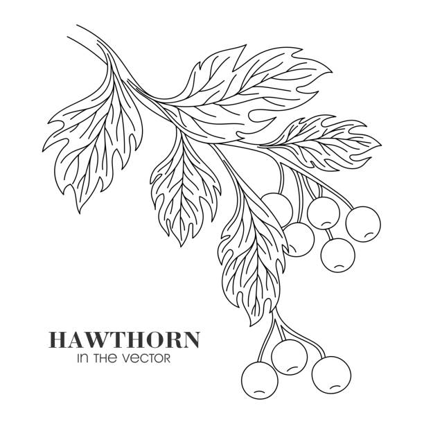 sketch eines hawthorn twig auf einem weißen hintergrund - hawthorn square shape square leaf stock-grafiken, -clipart, -cartoons und -symbole