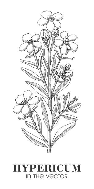 ilustraciones, imágenes clip art, dibujos animados e iconos de stock de un boceto del hypericum sobre un fondo blanco - sweet grass
