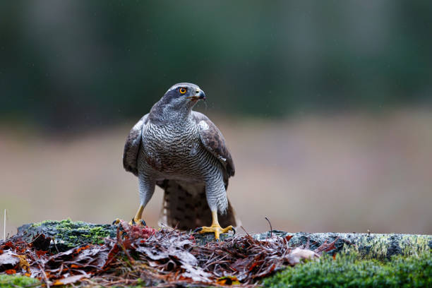 istock Northern goshawk in the forest 1300690110