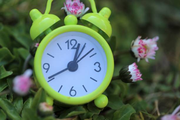 istock Spring time. Green alarm clock in chamomile flowers. Spring garden work.Floriculture and horticulture . Nature awakening. Spring flowers. Spring season. 1300691150