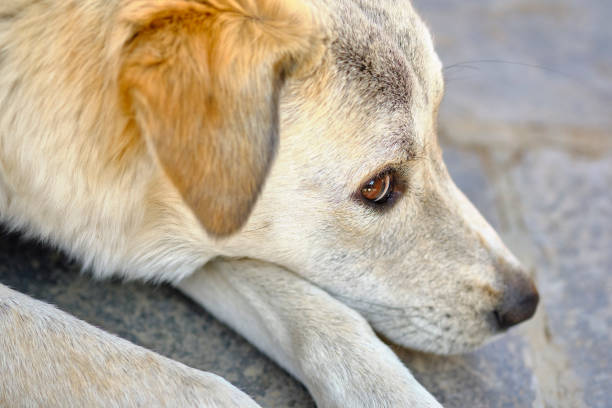 Side profile of a dog looking up