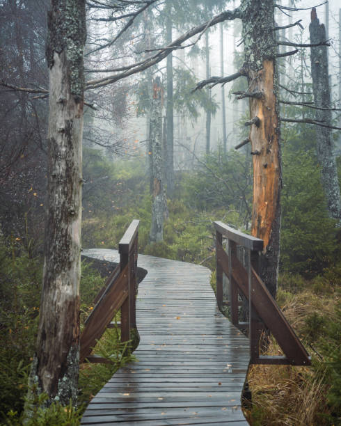 istock Mystical atmosphere at a lake in the Harz Mountains. 1300692528