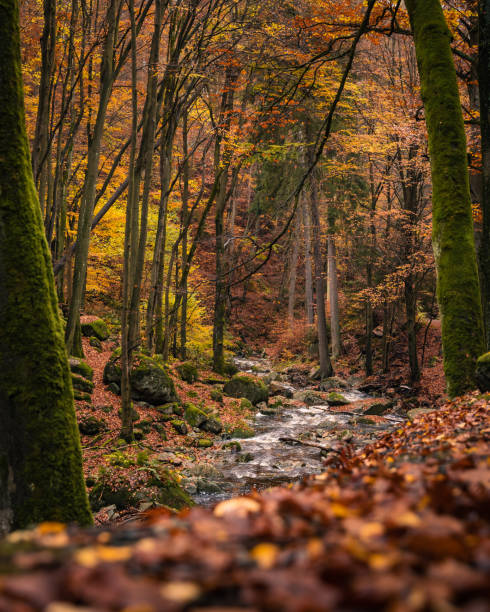 istock A small stream in the autumnal Harz. 1300692567