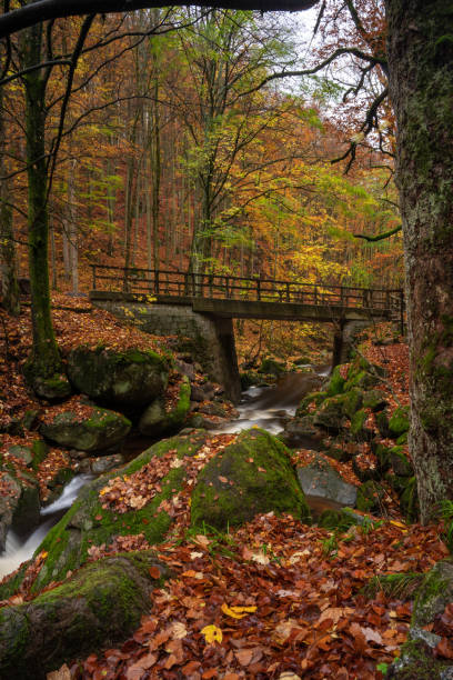 istock A small stream in the autumnal Harz. 1300692572