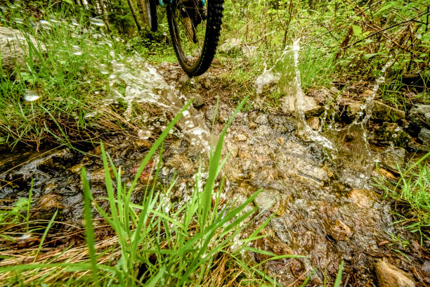 istock Mountain biker rides along forested path in the morning 1300692647