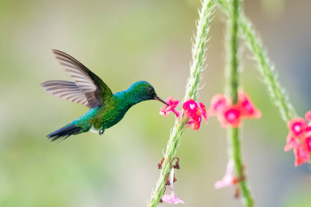A male Blue-chinned Sapphire hummingbird feeding on a pink Vervain flower with a blurred pastel background. Wildlife in nature. Bird and flowers. Hummingbird in natural surrounding. blue chinned sapphire hummingbird stock pictures, royalty-free photos & images