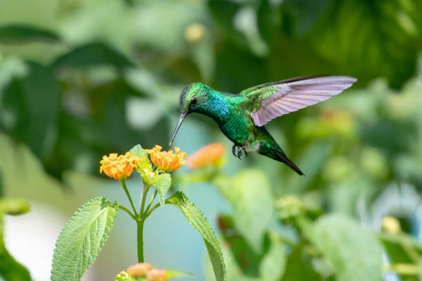 A male Blue-chinned Sapphire hummingbird feeding on a a Lantana flower with blurred foliage in the background. Wildlife in nature. Bird and flowers. Hummingbird in natural surrounding. blue chinned sapphire hummingbird stock pictures, royalty-free photos & images