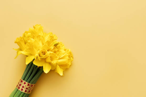 bouquet of yellow narcissus or daffodil on a yellow background. flat lay, copy space for text - greeting card wedding flower anniversary card imagens e fotografias de stock