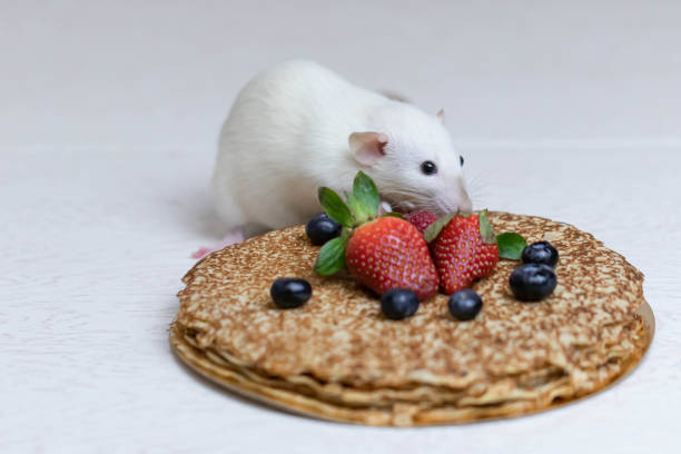A cute white decorative rat sits on delicious pancakes with strawberries and blueberries.
