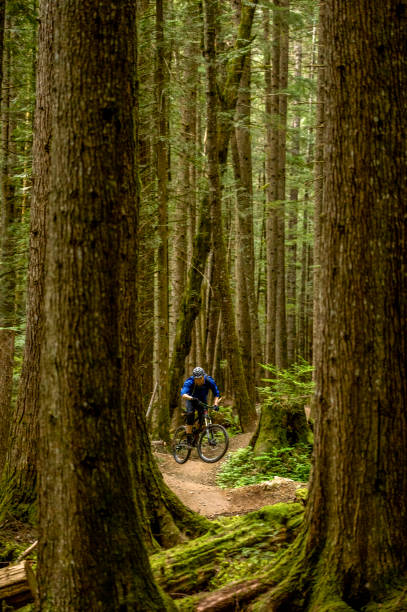 istock Mountain biker rides along forested path in the morning 1300693719